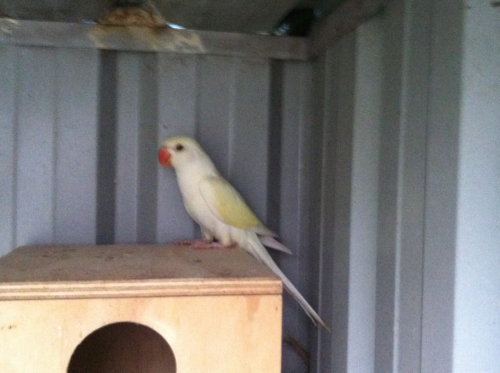 Parrot Breeding: Creamino Indian Ringneck